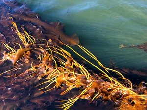 WWF-funded project to develop new kelp strains