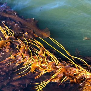WWF-funded project to develop new kelp strains