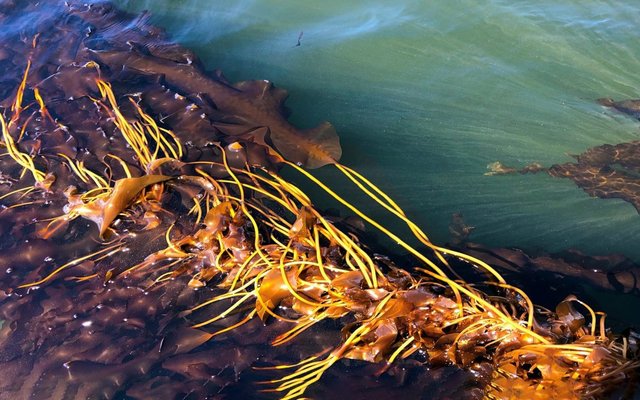 WWF-funded project to develop new kelp strains