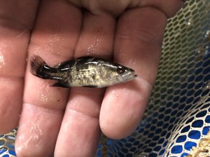 NaturalShrimp water treatment successfully applied at barramundi farm