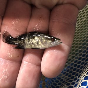 NaturalShrimp water treatment successfully applied at barramundi farm