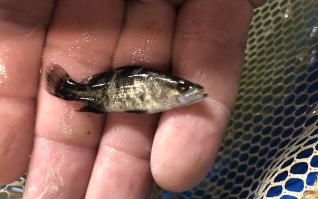 NaturalShrimp water treatment successfully applied at barramundi farm