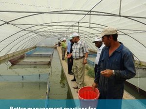 Better management practices for tilapia hatcheries in Egypt