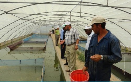 Better management practices for tilapia hatcheries in Egypt