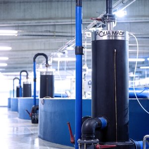 AquaMaof adapts its RAS solution for commercial shrimp production