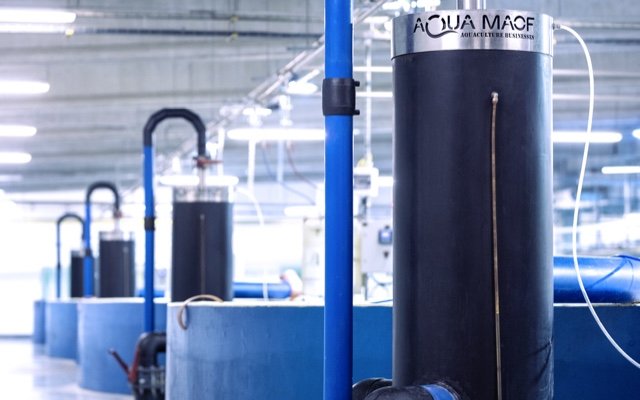 AquaMaof adapts its RAS solution for commercial shrimp production