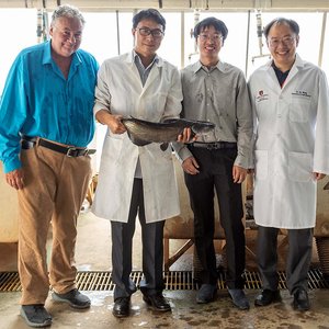 Auburn University researchers first to map blue catfish genome