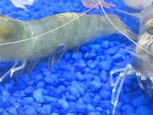 NaturalShrimps new partnership to build a RAS shrimp facility in Florida