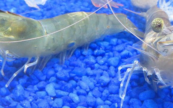 NaturalShrimps new partnership to build a RAS shrimp facility in Florida
