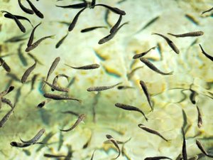 Public input sought on new issue of BAP Hatchery Standard