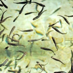 Public input sought on new issue of BAP Hatchery Standard