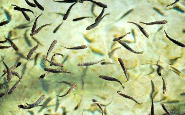 Public input sought on new issue of BAP Hatchery Standard