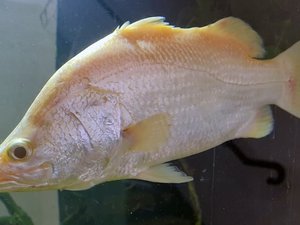 Aussie researchers to create purebred golden barramundi