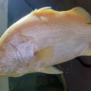 Aussie researchers to create purebred golden barramundi