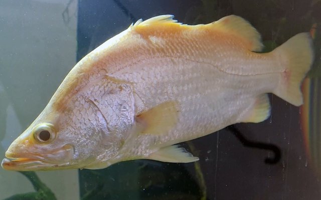 Aussie researchers to create purebred golden barramundi