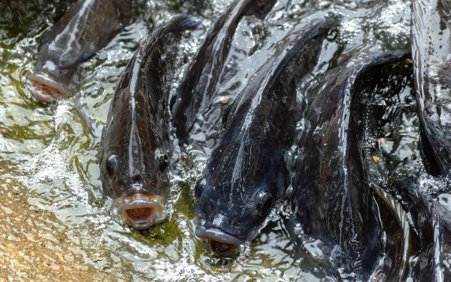 Restriction of U.S. imports of tilapia to prevent TiLV