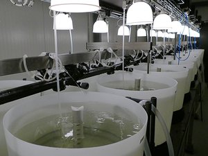 DENMARK - BioMar expands its R&D capabilities in the hatchery feed sector
