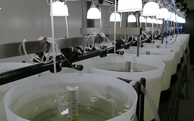 DENMARK - BioMar expands its R&D capabilities in the hatchery feed sector