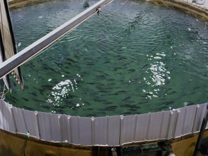 How water disinfectants can reduce pathogens in salmon fry