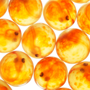 Benchmark Genetics stops sales of salmon eggs to Russia