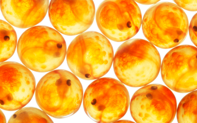 Benchmark Genetics stops sales of salmon eggs to Russia