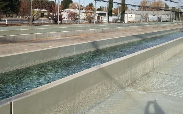 Bacterial outbreak in U.S. trout hatcheries halts fish stocking in Southern California