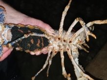 Orkney Shellfish Hatchery gets first European clawed lobster hatchings