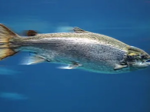 RPS Biologiques receives approval for fish health product in Canada