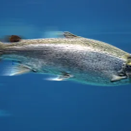 RPS Biologiques receives approval for fish health product in Canada