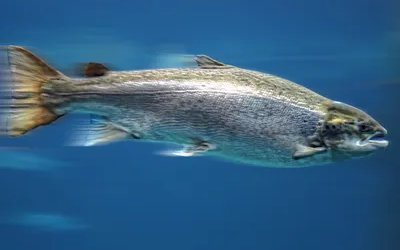 RPS Biologiques receives approval for fish health product in Canada