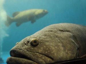 AUD5 million grant to turbocharge aquaculture research in Australia