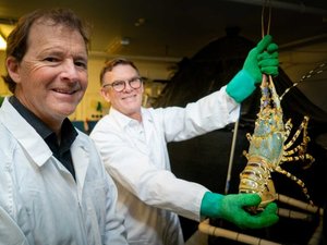Tasmania plans the worlds first lobster hatchery