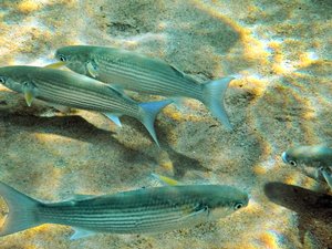 Hormone therapy treats reproductive dysfunctions in farmed fish