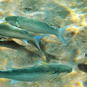 Hormone therapy treats reproductive dysfunctions in farmed fish