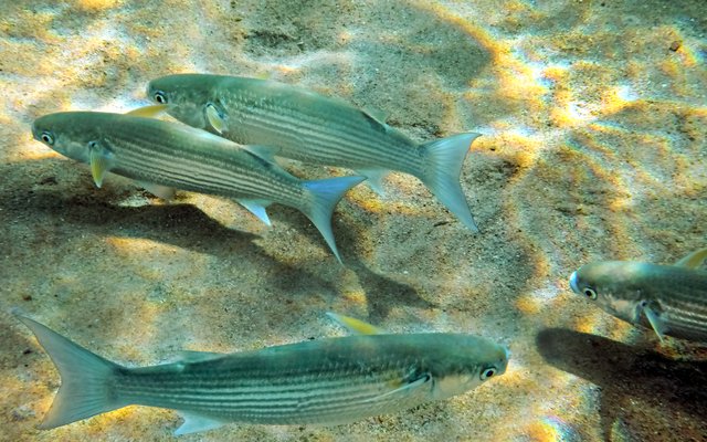 Hormone therapy treats reproductive dysfunctions in farmed fish