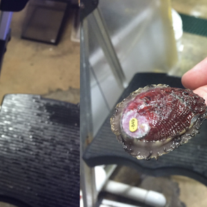 Study identifies traits of climate-resilient red abalone