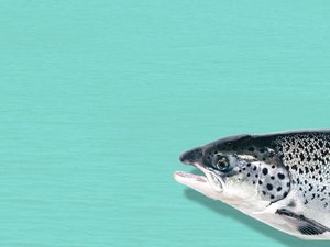 FDA approves import of AquAdvantage salmon eggs