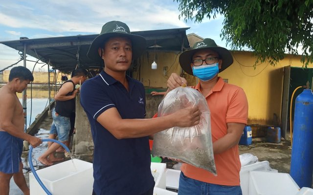 GenoMar delivers first tilapia fingerlings from its new hatchery to the Vietnamese market