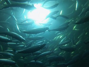 Signify and ScaleAQ partner to supply lighting solutions for aquaculture