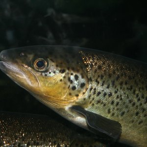 Low-cost test to detect IHNV in trout