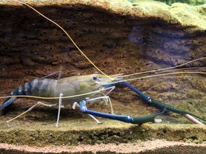 All female shrimp genome sequenced, bringing mono-sex broodstock advantages closer