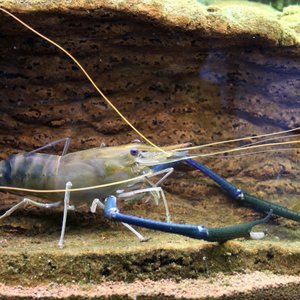 All female shrimp genome sequenced, bringing mono-sex broodstock advantages closer