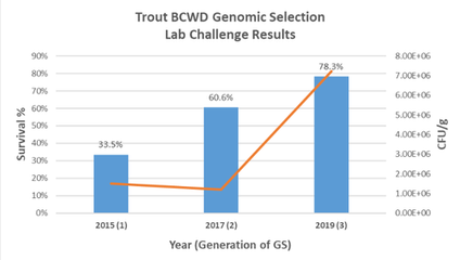Enhanced resistance to BCWD in Troutlodge strains