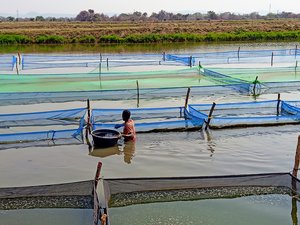 5. Man Feeding Hapas in Pond in Zambia_photo by Stephen Reichley