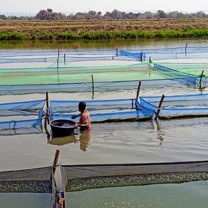 5. Man Feeding Hapas in Pond in Zambia_photo by Stephen Reichley