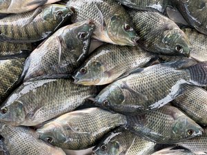 Anesthetized tilapia waiting to be vaccinated (2)