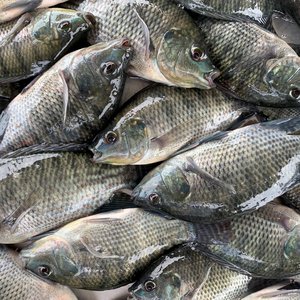 Anesthetized tilapia waiting to be vaccinated (2)