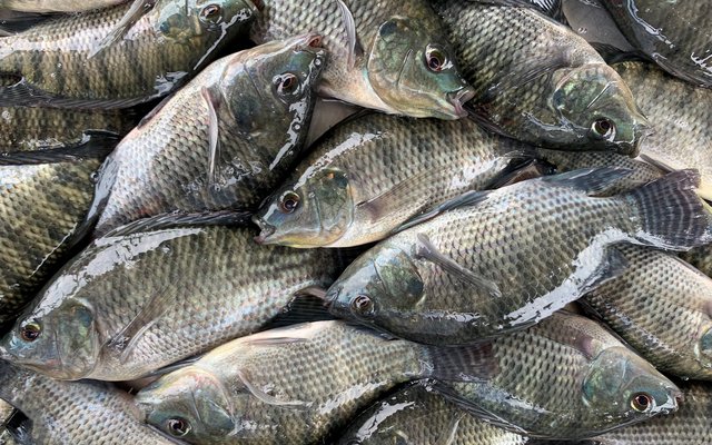 Anesthetized tilapia waiting to be vaccinated (2)