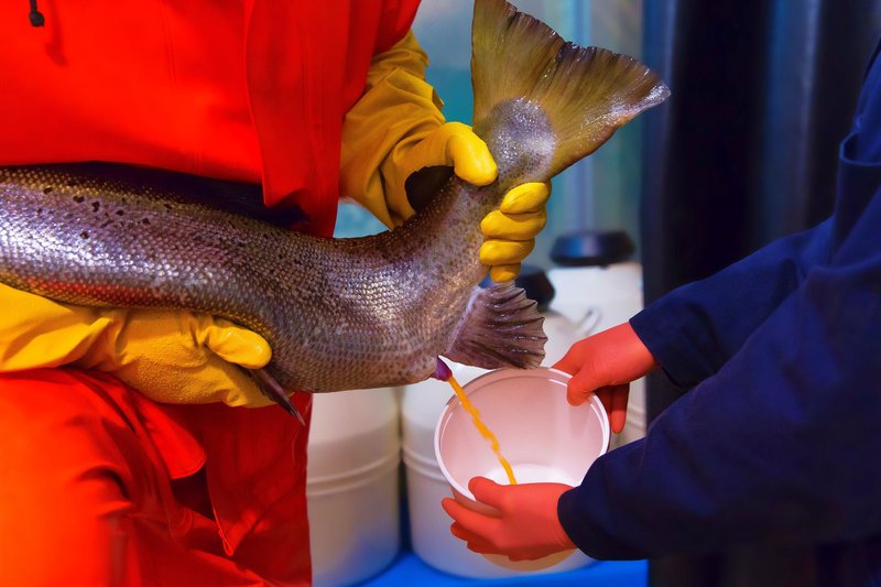 AquaBounty Extruding Salmon Eggs