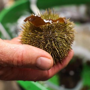 Aquaculture-news-feature